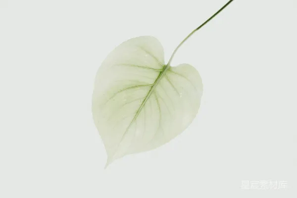 高清摄影 黄色绿色的叶子