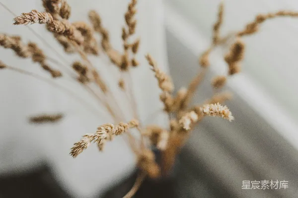 高清摄影 花瓶上的棕色种子