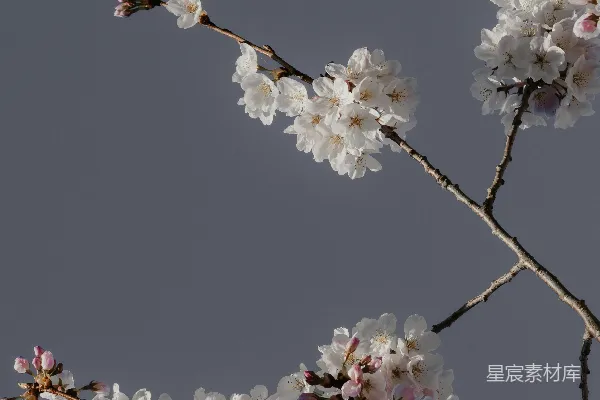 高清摄影 一棵树的一枝带有白色和粉色花朵。