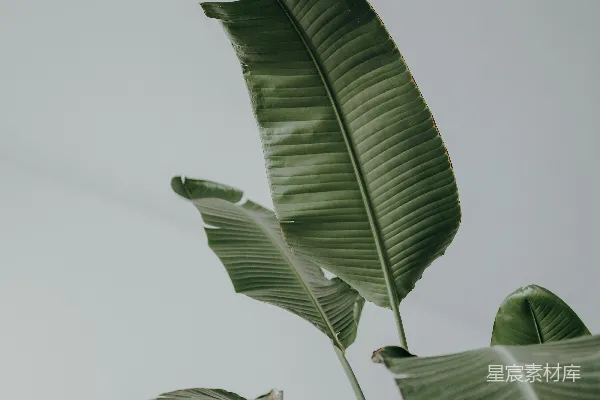 高清摄影 白天的绿叶植物