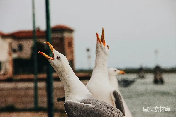 水边的海鸥