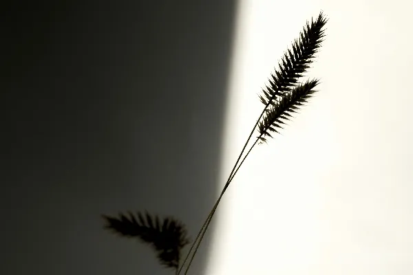 高清摄影 黑白照片中，一株植物放在花瓶里。