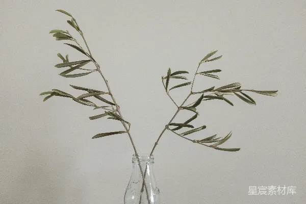 高清摄影 绿植在透明玻璃花瓶中