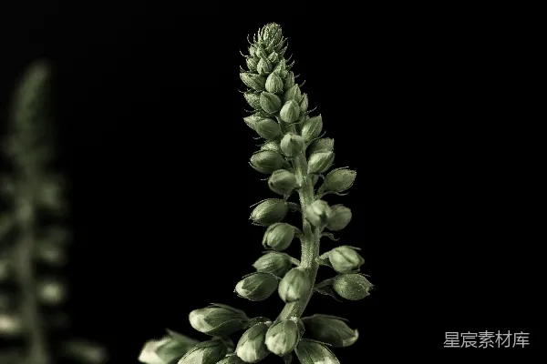 高清摄影 绿色花蕾