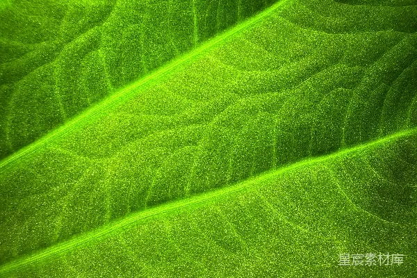 绿叶上细致的 vibrant 绿色叶脉特写