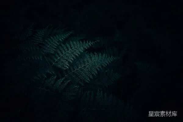 高清摄影 绿色蕨类植物
