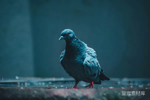 红底上的蓝鸟和黑鸟