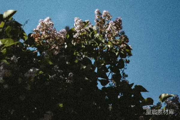 foreground 紫色花朵的树木 和 蓝天 的背景