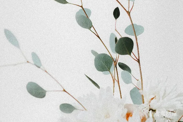 高清摄影 一个装满白色花朵和绿叶的花瓶
