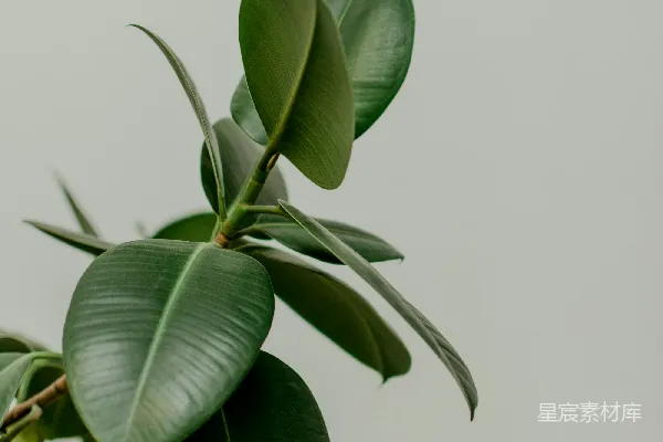 高清摄影 绿色植物的特写摄影