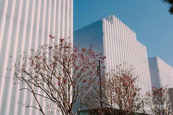 白建筑附近的裸树