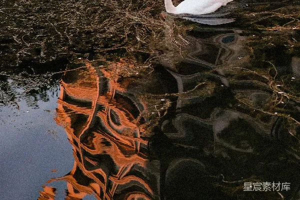 水面漂浮的一只白天鹅