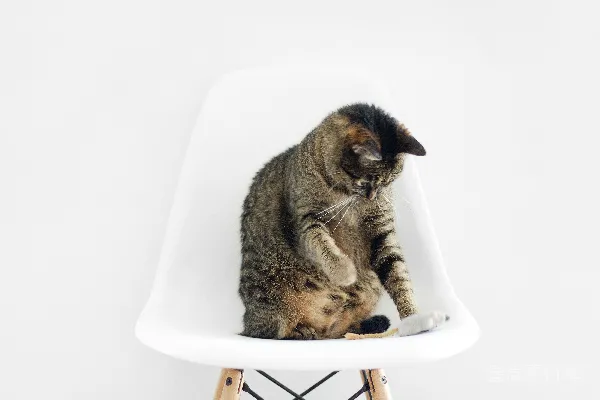 高清摄影 棕色虎斑猫坐在吧台凳子上
