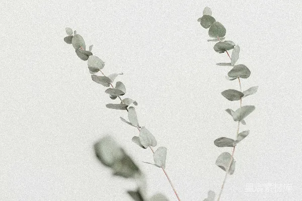 高清摄影 近距离拍摄绿色植物
