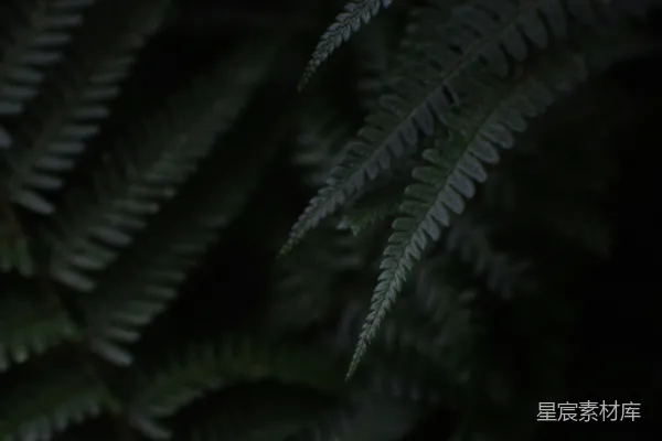 高清摄影 绿色蕨类植物的特写摄影