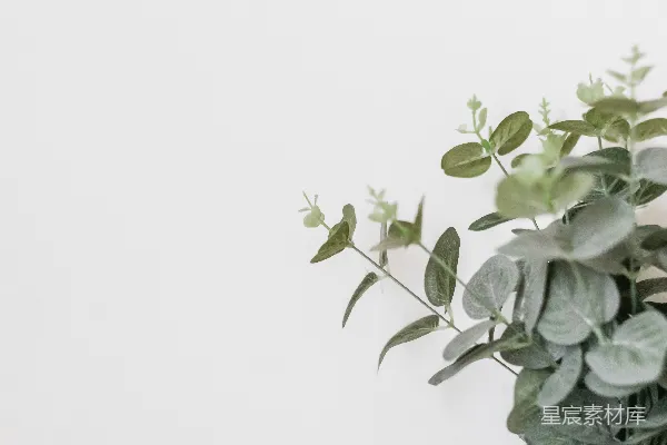 高清摄影 绿叶植物