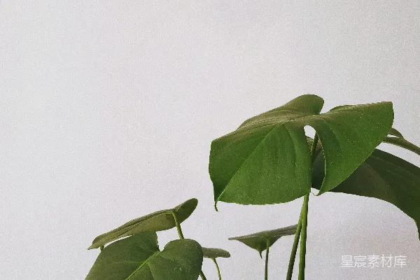 高清摄影 绿叶植物