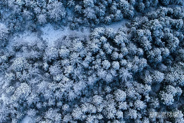 雪覆盖的树木从高空俯视。
