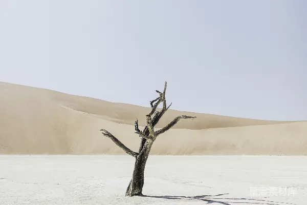 高清摄影 一棵树在雪地里