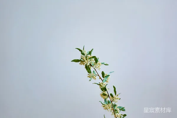 高清摄影 白瓶中的黄绿花瓣花