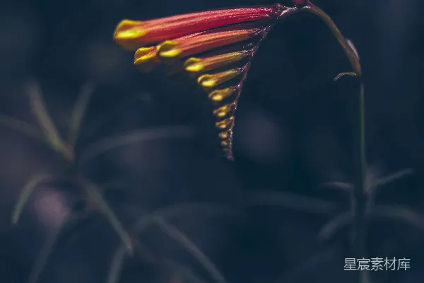 黄色和红色鸟笼花的近距离拍摄