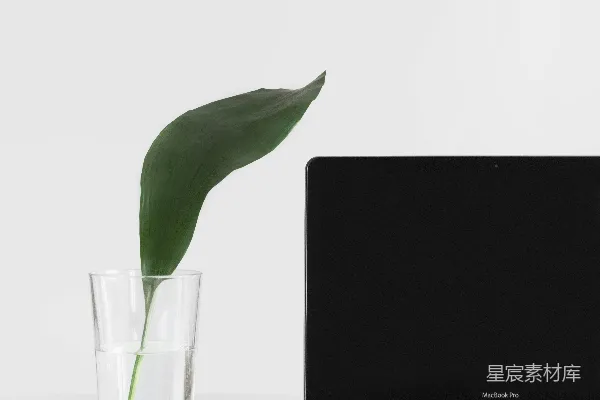 高清摄影 MacBook Pro旁边有一株植物，植物被装在花瓶里。