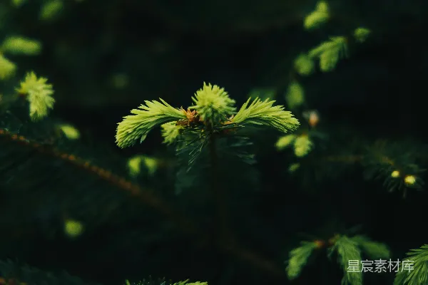 一棵松树树枝的特写