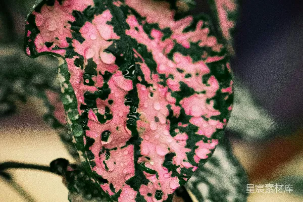 一朵粉绿色植物的特写镜头