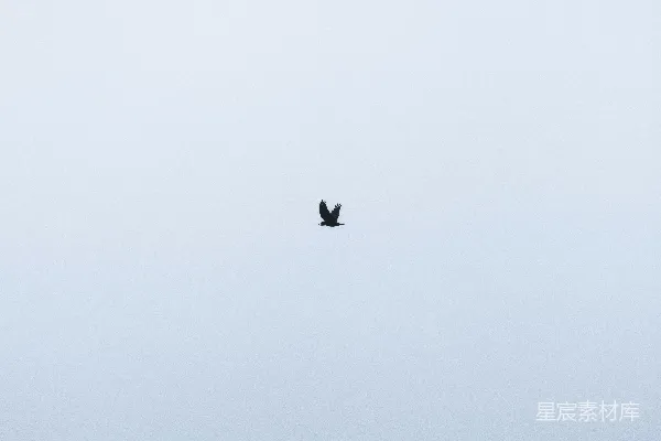 高清摄影 一只黑鸟飞过雾蒙蒙的天空
