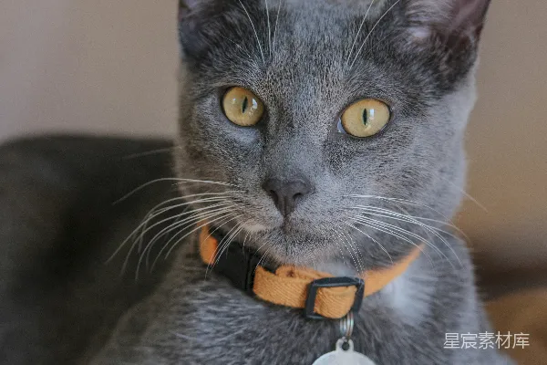 一只灰色的猫，眼睛是黄色的，戴着一个橙色项圈。