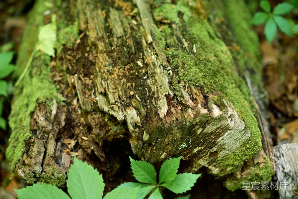 腐朽的树桩覆盖着鲜艳的绿色苔藓和周围的植被。