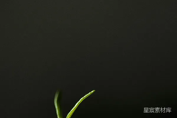 高清摄影 一株绿叶植物在黑色背景上