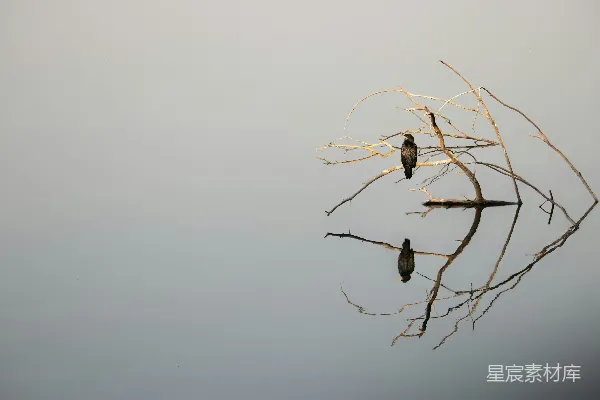 高清摄影 棕色的树枝上有水珠。