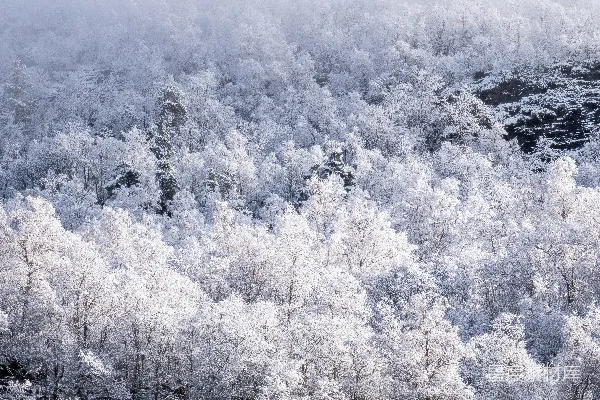 山坡上覆盖着白雪，在一片薄雾中。