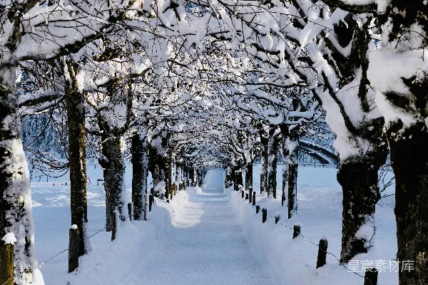 覆盖着白雪的树木和道路