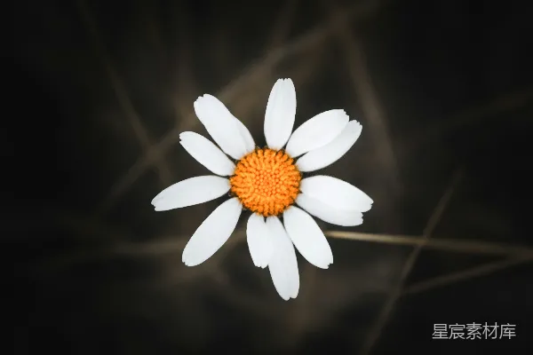 高清摄影 一朵白橙相间的花在黑色背景上。