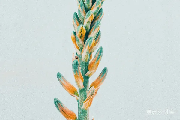 高清摄影 黄绿色的花