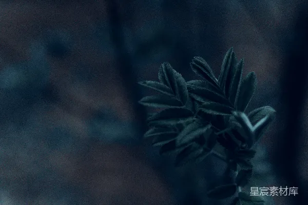 高清摄影 一张植物的特写照片