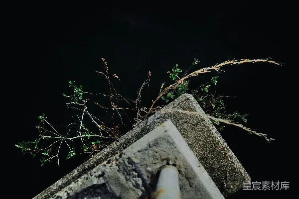 高清摄影 一株植物从混凝土块中长出