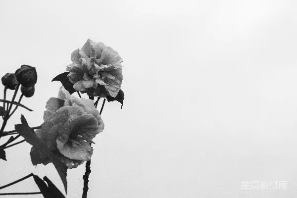 高清摄影 两朵盛开的花在明亮的天空下绽放。