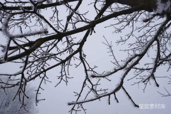 树的枝条被雪覆盖了