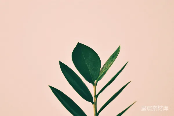 高清摄影 白底上的绿叶