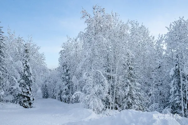 覆盖着白雪的森林里有许多树木