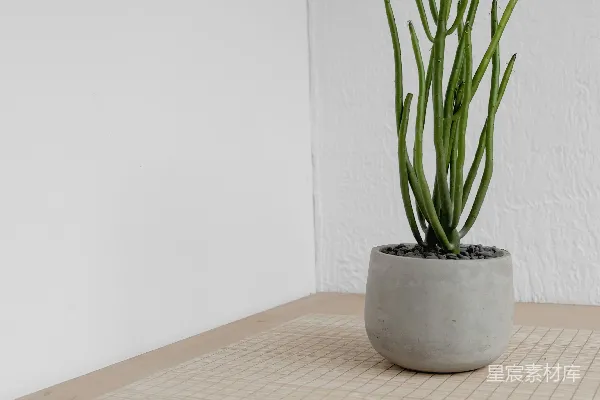 高清摄影 一株绿色的仙人掌植物靠近墙壁。