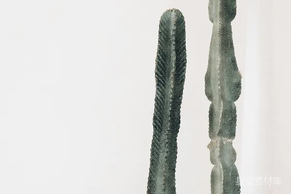 高清摄影 几株仙人掌植物放在桌子的上面。
