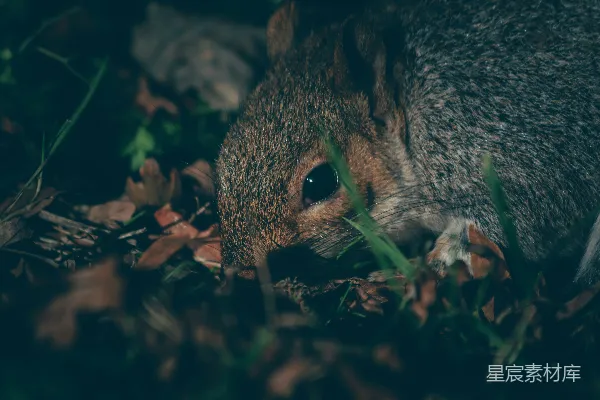 草丛中一只鼠quirrel 的特写