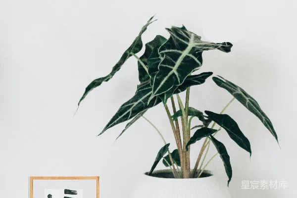 高清摄影 白色花盆中的绿色植物