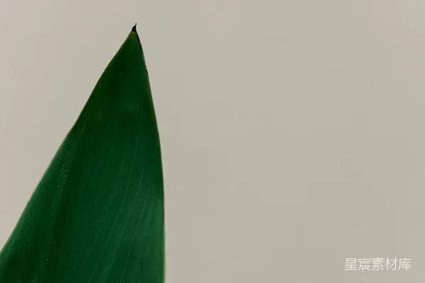 高清摄影 一个白盘子上有一片绿叶
