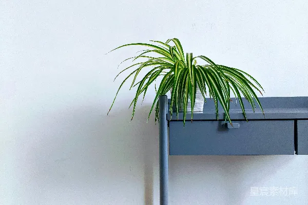 高清摄影 盆栽绿叶植物