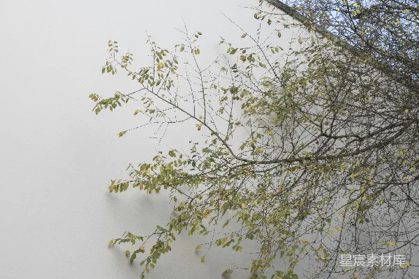 高清摄影 在覆盖着雪的地面旁的枯黄无叶树
